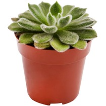 Суккулент микс 8.5 см