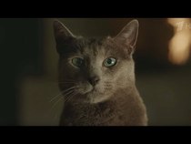 Корм для кота Sheba