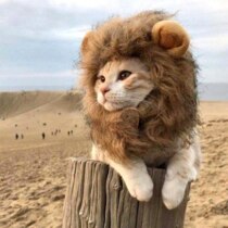 Костюм для кота