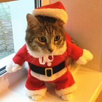 Новогодний костюм для кота